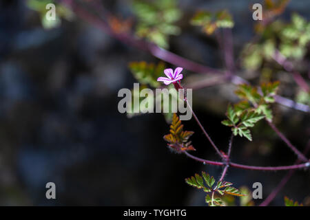 Storksbill Géranium robertianum (fleurs), Herb robert Banque D'Images