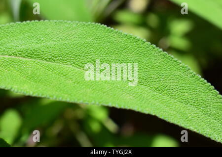 Macro photo, une feuille verte de sage au soleil Banque D'Images