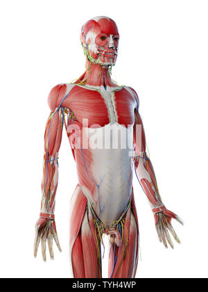 Rendu 3d illustration d'un corps supérieur mans anatomy Banque D'Images