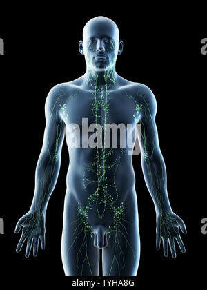 Rendu 3d illustration d'un système lymphatique mans Banque D'Images