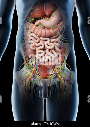 Rendu 3d illustration d'un des organes abdominaux mans Banque D'Images