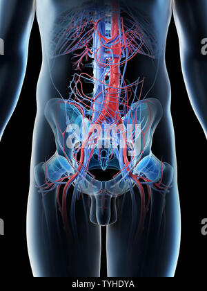 Rendu 3d illustration d'un des vaisseaux sanguins abdominaux mans Banque D'Images