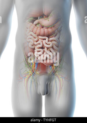 Rendu 3d illustration d'un des organes abdominaux mans Banque D'Images