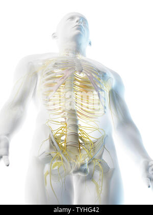 Rendu 3d illustration d'un mans nerfs du haut du corps Banque D'Images