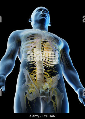 Rendu 3d illustration d'un mans nerfs du haut du corps Banque D'Images