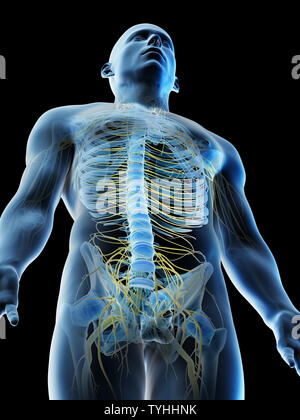 Rendu 3d illustration d'un mans nerfs du haut du corps Banque D'Images