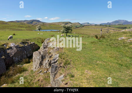 À pied de Tewet Tarn près de Keswick en été Lake District National Park Cumbria Angleterre Royaume-Uni Grande-Bretagne Banque D'Images