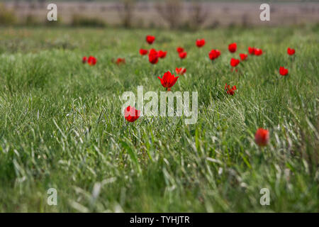 Le pittoresque de la floraison de printemps tulipes naines sauvages dans les steppes Kalmouk. Belles fleurs fragiles sous la protection de la Russie. Banque D'Images