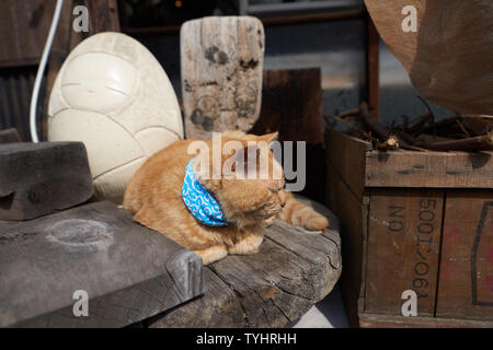 Fat Cat avec bandana bleu reposant à la poterie Tokoname sentier, situé à proximité de l'aéroport international de Chubu Centrair Nagoya. Banque D'Images