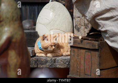 Fat Cat avec bandana bleu reposant à la poterie Tokoname sentier, situé à proximité de l'aéroport international de Chubu Centrair Nagoya. Banque D'Images