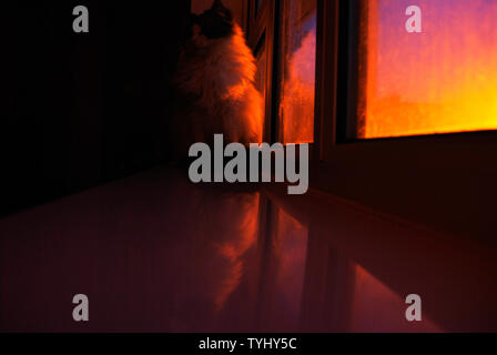 Un chat Ragdoll est assis sur la fenêtre dans la chambre pendant que rayons de soleil du soir avec les couleurs de son pelage Banque D'Images