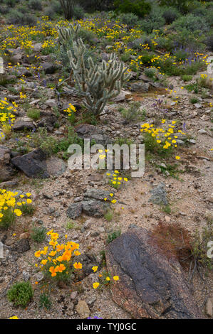 Or mexicain coquelicots, désert de Sonora National Monument, Arizona, USA. Banque D'Images