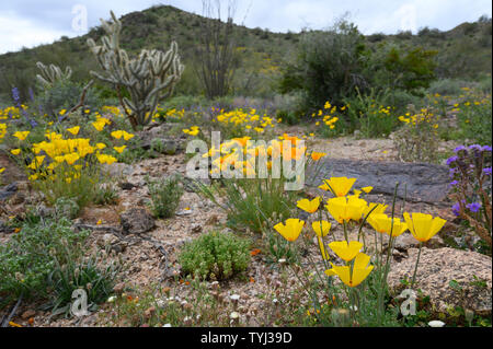 Or mexicain coquelicots, désert de Sonora National Monument, Arizona, USA. Banque D'Images