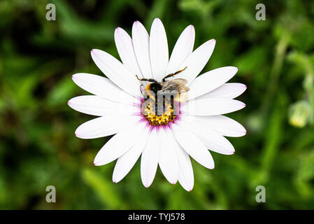 Un bourdon sur une fleur blanche d'Osteospermum Banque D'Images