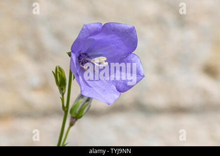 La fleur d'un habell commun (Campanula rotundifolia) Banque D'Images