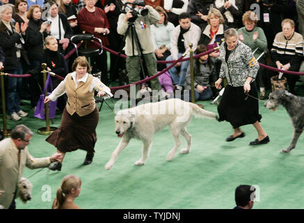 Les lévriers irlandais sont le plomb autour de l'anneau, puisqu'ils participent à la 132e Westminster Kennel Club Dog Show où plus de 2 000 chiens d'une variété de races en compétition au Madison Square Garden le 11 février 2008 à New York. (Photo d'UPI/Monika Graff) Banque D'Images