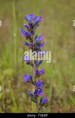 (Vipérine commune Echium Vulgaris) Banque D'Images