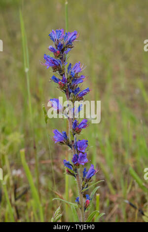 (Vipérine commune Echium Vulgaris) Banque D'Images