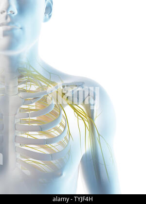 Rendu 3d illustration d'un des nerfs de l'épaule du Mans Banque D'Images