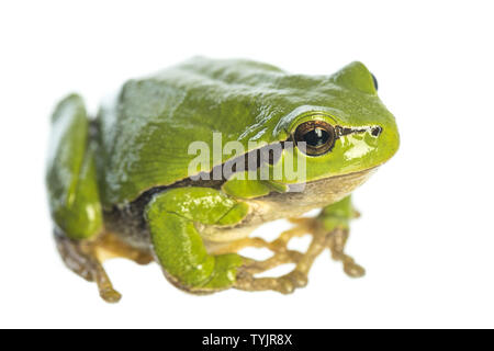 European tree frog (Hyla arborea) assis sur fond blanc Banque D'Images