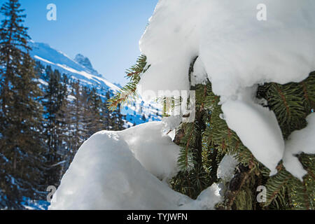 Avis de neige couvertes de conifères alpins des pins sur montagne en hiver avec closeup détail de branches Banque D'Images