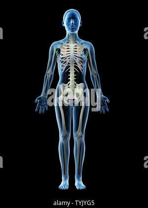 Rendu 3d illustration d'un système lymphatique femelles Banque D'Images