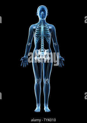 Rendu 3d illustration d'un squelette de femelles et des ligaments Banque D'Images