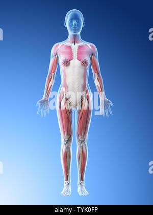 Rendu 3d illustration d'une anatomie femelles Banque D'Images