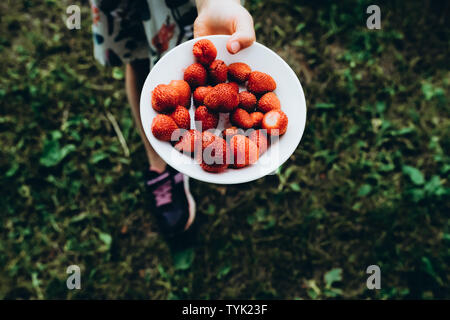 Maintenant la plaque de fraises dans les mains. Produits biologiques, naturels. Fruits frais en salade. Gâteries estivales. Les cultures de l'agriculture venu. Pile de baies libre. Régime végétarien sain Banque D'Images