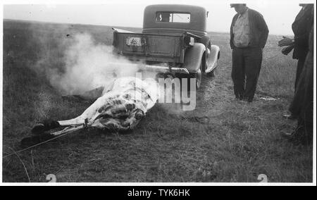 L'écorcher un buffle la manière facile ; la portée et contenu : accompli en tirant sur la carcasse entre deux voitures, mais jugé indésirable parce qu'elle ramasse un tas de saleté. Voir les photos de la carcasse et d'un pick-up, et les hommes d'observer. Banque D'Images