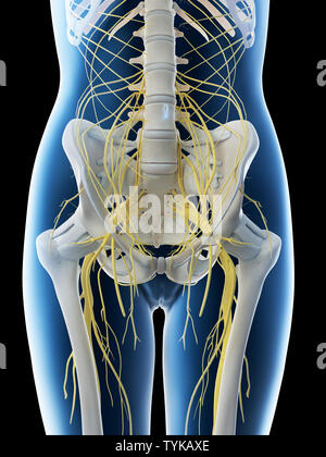 Rendu 3d illustration d'un nerfs lombaires chez les femmes Banque D'Images