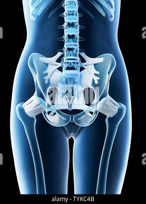 Rendu 3d illustration d'un bassin osseux chez les femmes Banque D'Images