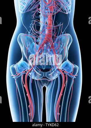 Rendu 3d illustration d'un système vasculaire abdominale chez les femmes Banque D'Images