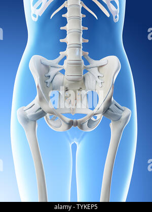 Rendu 3d illustration d'un bassin et des ligaments squelettiques chez les femmes Banque D'Images