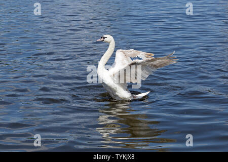 Mute swan (Cygnus olor), Inner Alster, Hamburg, Allemagne Banque D'Images