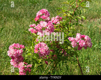 Bush de la rose sur fond de l'herbe verte au jour de l'année solaire en saison Banque D'Images