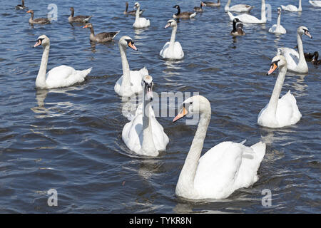 Le Cygne tuberculé (Cygnus olor) et d'oies, Inner Alster, Hamburg, Allemagne Banque D'Images