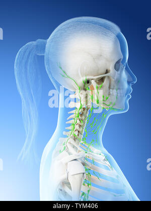 Rendu 3d illustration d'un système lymphatique les femelles de la tête et du cou Banque D'Images