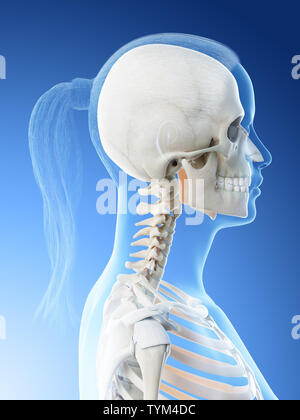 Rendu 3d illustration d'un les femmes les os de la tête et du cou Banque D'Images