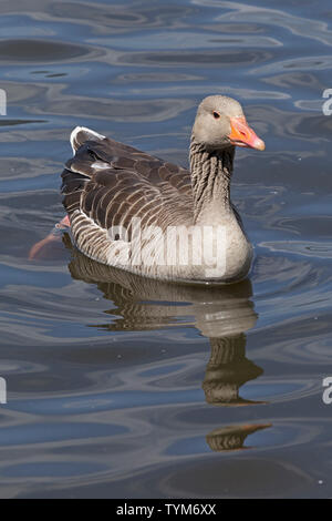 Gray goose (Anser anser), Inner Alster, Hamburg, Allemagne Banque D'Images