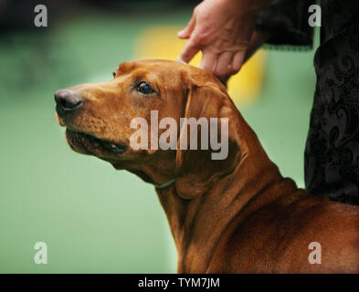 Un Redbone Coonhound, une des nouvelles races participant au spectacle, participe à la meilleure de race compétition durant la 135ème Assemblée Westminster Kennel Club dog show tenue au Madison Square Garden, le 14 février 2011 à New York. UPI /Monika Graff Banque D'Images