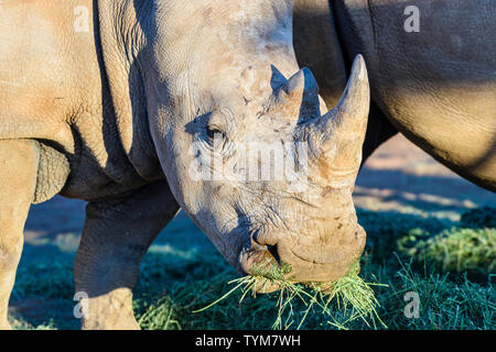 Le rhinocéros blanc mange quelques rares l'herbe fraîche, la Namibie Banque D'Images