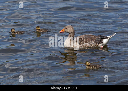 L'oie grise et poussins de canards colverts (Anas platyrhynchos), Inner Alster, Hamburg, Allemagne Banque D'Images