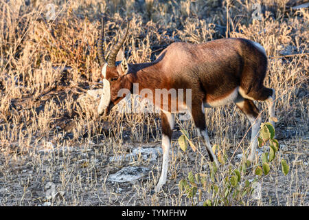 (Bontebok très similaire à un Blesbok) marche à travers la savane en Namibie Banque D'Images