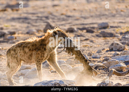 Une hyène tachetée fait glisser la colonne vertébrale et du crâne d'un grand koudou mâle après un matin tôt tuer. Parc National d'Etosha, Namibie Banque D'Images