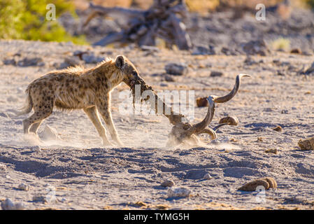 Une hyène tachetée fait glisser la colonne vertébrale et du crâne d'un grand koudou mâle après un matin tôt tuer. Parc National d'Etosha, Namibie Banque D'Images