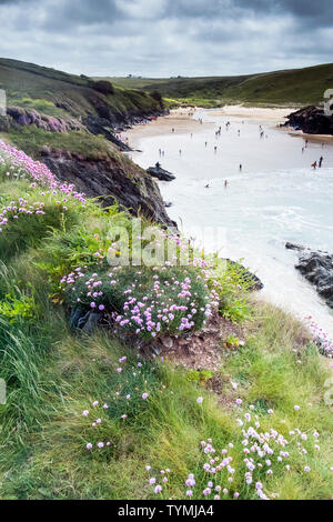 Sea Thrift Armeria maritima poussant sur la côte de la plage de Porth Newquay Polly Joke dans la région de Cornwall. Banque D'Images