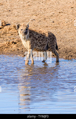 Une hyène tachetée prend un verre dans un trou d'eau dans le Parc National d'Etosha, Namibie. Banque D'Images