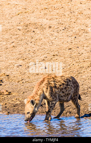 Une hyène tachetée prend un verre dans un trou d'eau dans le Parc National d'Etosha, Namibie. Banque D'Images