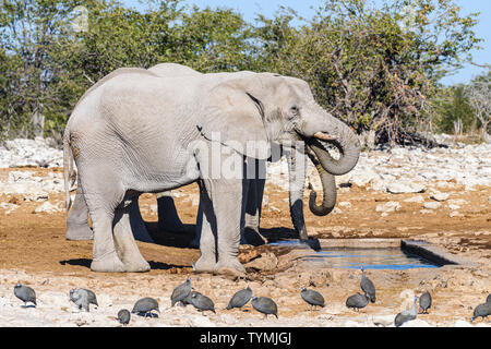 Trois éléphants africains à un trou d'eau en Namibie. Les éléphants dans le parc d'Etosha souffrent d'un manque de phosphore, rendant leurs défenses une croissance lente et fragile. Banque D'Images